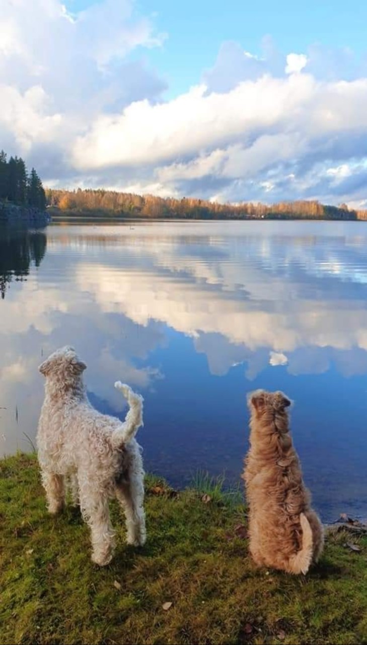 Tietoa meistä Kennel Irish Erasmus